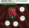 Chili De Cayenne Samen - Capsicum annuum - Chilisamen - Produktbild-Vorschau 4