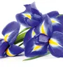 Fototapete - Iris 225x250cm - Vliestapete Produktbild-Vorschau 1