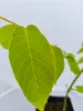Noyer (Juglans regia), hauteur 40 cm, pot de 3 litres Voir les images du produit 3