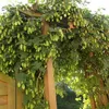 2 x Luppolo - set di 2 Humulus lupulus (femmina - luppolo Anteprima dell’immagine prodotto 4