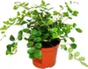 Pellaea rotundifolia - Pellaea rotundifolia - doniczka 9 cm Podgląd zdjęcia produktu 1