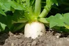 SAFLAX Set regalo - BIO - Ravanello - Daikon giapponese - Anteprima dell’immagine prodotto 6