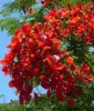 Plamenný strom (Delonix regia)  – 5 semien Náhľad obrázku produktu 2