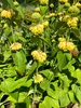 6 x Phlomis russeliana - Brandkraut im 9 x 9 topf Produktbild-Vorschau 3