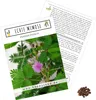 Echte Mimose Samen (Mimosa Pudica) mit hoher Keimrate -  Produktbild-Vorschau 1
