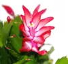 Vánoční kaktus - Schlumbergera - sada 3 rostlin Náhled obrázku produktu 3