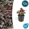 Piante tappezzanti - Heuchera 'Palace Purple' - 9 cm di Anteprima dell’immagine prodotto 1