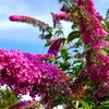 A close-up view of pink and purple flowers against a blue sky. Produktbild-Vorschau