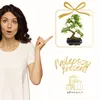 Drzewko Bonsai z Ceramiczną Doniczką - Wiąz Chiński - Ok. Podgląd zdjęcia produktu 4