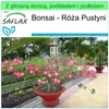 SAFLAX - Garden to go - Bonsai - Róża Pustyni - 8 Nasiona - Podgląd zdjęcia produktu 5