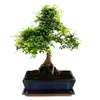 Bonsai - Ulmus parviflora - ok. 12-15 lat - doniczka 30 cm Podgląd zdjęcia produktu 3