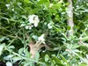 Kaviarlimette 65 - 75 cm | grüner Kaviar | Zitrusbaum | Produktbild-Vorschau 8