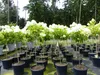 Horstensie Rispenhortensie Stamm 170 cm Hercules weiß Produktbild-Vorschau 6