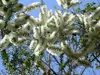 SAFLAX - Drzewo herbaciane - 400 Nasiona - Melaleuca Podgląd zdjęcia produktu 4