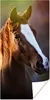 MuchoWow® Poster Pferd - Licht - Mantel 20x40 cm - Plakat - Produktbild-Vorschau 1