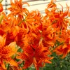 5x Zwiebeln Blumenzwiebeln Baumlilien Lilien Riesenlilie " Produktbild-Vorschau 2