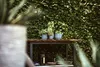Potted plants on a shelf in front of a green wall. Voir les images du produit