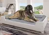 A large dog is resting on a white dog bed in a room with a window and artwork. Produktbild-Vorschau