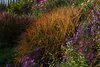 Stauden Gänge 1 x Miscanthus sinensis 'Purpurascens' im XXL Produktbild-Vorschau 5