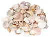 Muschelmix Lagre 1 kg Deko Muscheln und Schnecken zum Produktbild-Vorschau 6