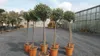 Olivenbaum Olive 160 - 180 cm Hochstamm, beste Qualität, Produktbild-Vorschau 1