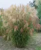 Miscanthus sinensis 'Silberfeder', Chinaschilf, ca. 11x11 Produktbild-Vorschau 4