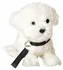 Uni-Toys - Malteser (met riem) - 26 cm (lengte) - Pluchen Productafbeelding-voorbeeld 4