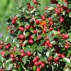 Bodendecker - Kriechmispel - Teppichmispel - Cotoneaster Produktbild-Vorschau 6
