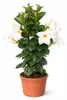 Mandevilla Dipladenia – kwiat rurkowaty – forma piramidalna Podgląd zdjęcia produktu 1