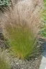 Stipa tenuissima 'Ponytails', Ziergras, ca. 1L Topf Produktbild-Vorschau 11