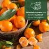 Meine Orangerie Satsuma Mandarine Mezzo - echter Citrusbaum Produktbild-Vorschau 3