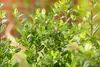 Ilex crenata 'Robustico', Japanische Stechpalme, immergrün, Produktbild-Vorschau 7