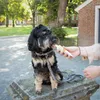 Tubi-DOG Tubi Dog Veggie Mousse in der Tube 3x75g Produktbild-Vorschau 4
