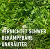 A close-up view of lush green grass with two small white daisies, overlaid with German text. Produktbild-Vorschau