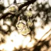 A string of solar-powered LED light bulbs hanging from a tree branch, with a blurred background of foliage and sunlight. Anteprima dell’immagine prodotto