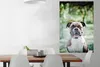 MuchoWow® Poster Ein Boxer mit schönen Sonnenstrahlen Produktbild-Vorschau 2
