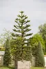 Araucaria araucana, Andentanne, 40–50 cm Produktbild-Vorschau 9