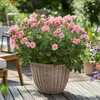Anti-Moskito-Pflanze - 6 Stk - Pelargonium - Höhe 15-25cm - Produktbild-Vorschau 5