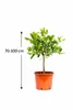 Kaffir-Limette Stämmchen 70–100 cm – Citrus Hystrix Produktbild-Vorschau 5