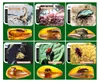 Ausgrabungen von Insektenfossilien in Bernstein, Produktbild-Vorschau 6