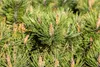 Pinus mugo 'Humpy', Bergkiefer, kompakt, 25–30 cm Produktbild-Vorschau 6