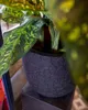 A close-up shot of a potted plant with large, variegated leaves and a textured purple pot. Náhľad obrázku produktu