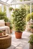 Hviezdicový jazmín Trachelospermum jasminoides 50-70 cm - Náhľad obrázku produktu 3