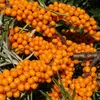 Sanddorn  Samen - Hippophae rhamnoides - Sanddornsamen - Produktbild-Vorschau 6