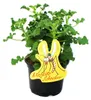 Moskito-Schocker - Duftgeranie - Pelargonium crispum - Produktbild-Vorschau 1