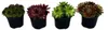 Sempervivum - Set composto da 4 varietà diverse di Anteprima dell’immagine prodotto 2