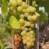 Vite Muscaris 2L Anteprima dell’immagine prodotto 2