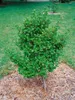 Ilex crenata 'Green Lustre', Japanische Stechpalme, Produktbild-Vorschau 4