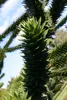 Araucaria araucana -  Andentanne - chilenische Schmucktanne Produktbild-Vorschau 4