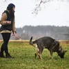 Non-stop dogwear Hundegeschirr Line Harness WD oliv, Größe: Produktbild-Vorschau 11
